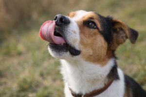 Dlaczego pies liże powietrze?