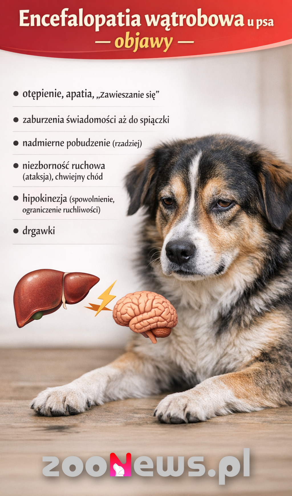Encefalopatia wątrobowa u psa infografika