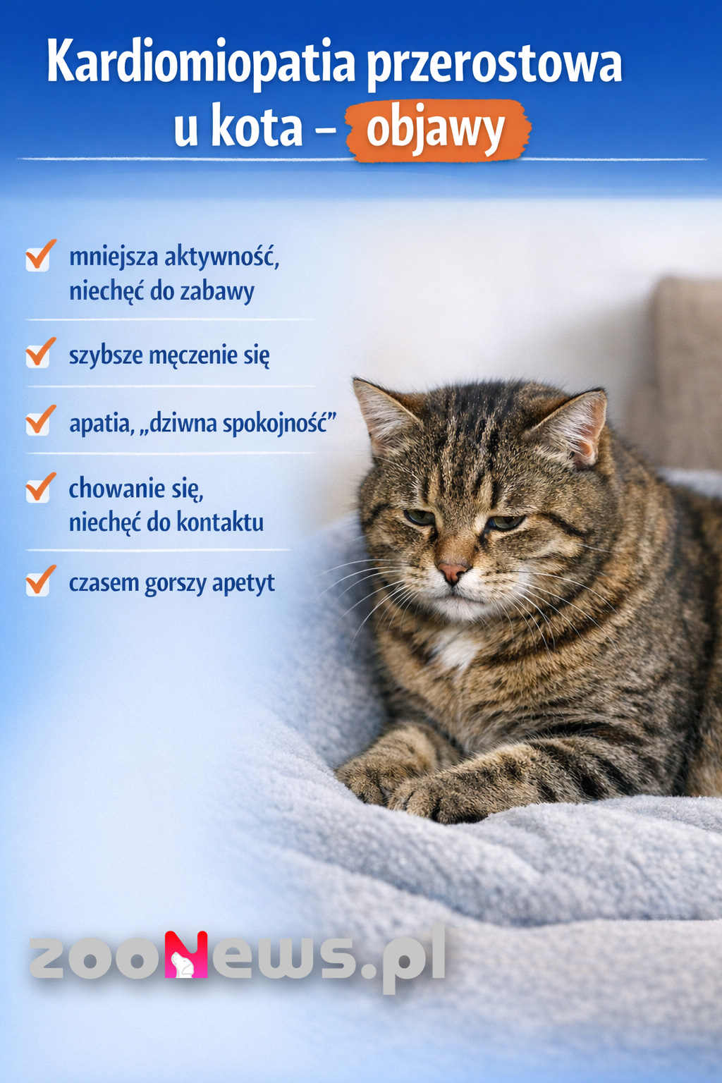 Kardiomiopatia przerostowa u kota infografika