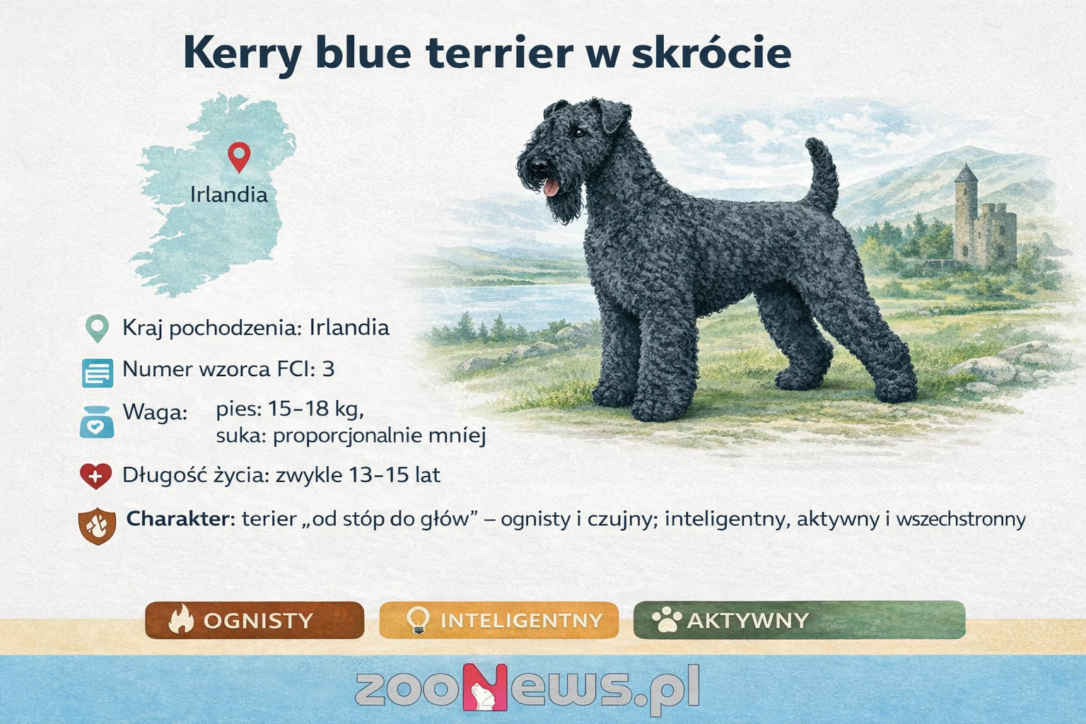 Kerry blue terrier infografika