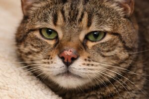 Czy suchy nos u kota oznacza chorobę?