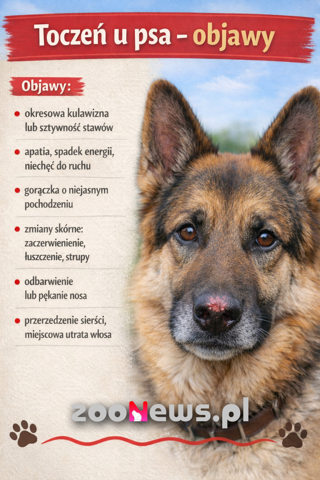 Toczeń u psa infografika