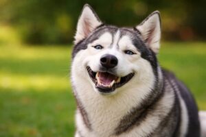 Uległy uśmiech u psa