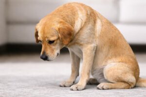 Czy pies się wstydzi?