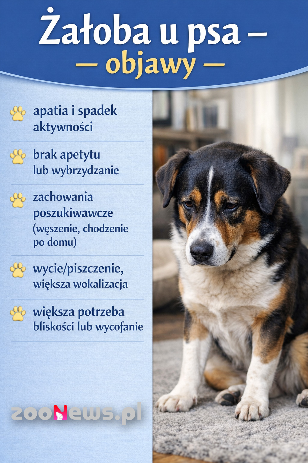 Żałoba u psa infografika