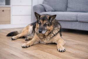 Zapalenie stawów u psa