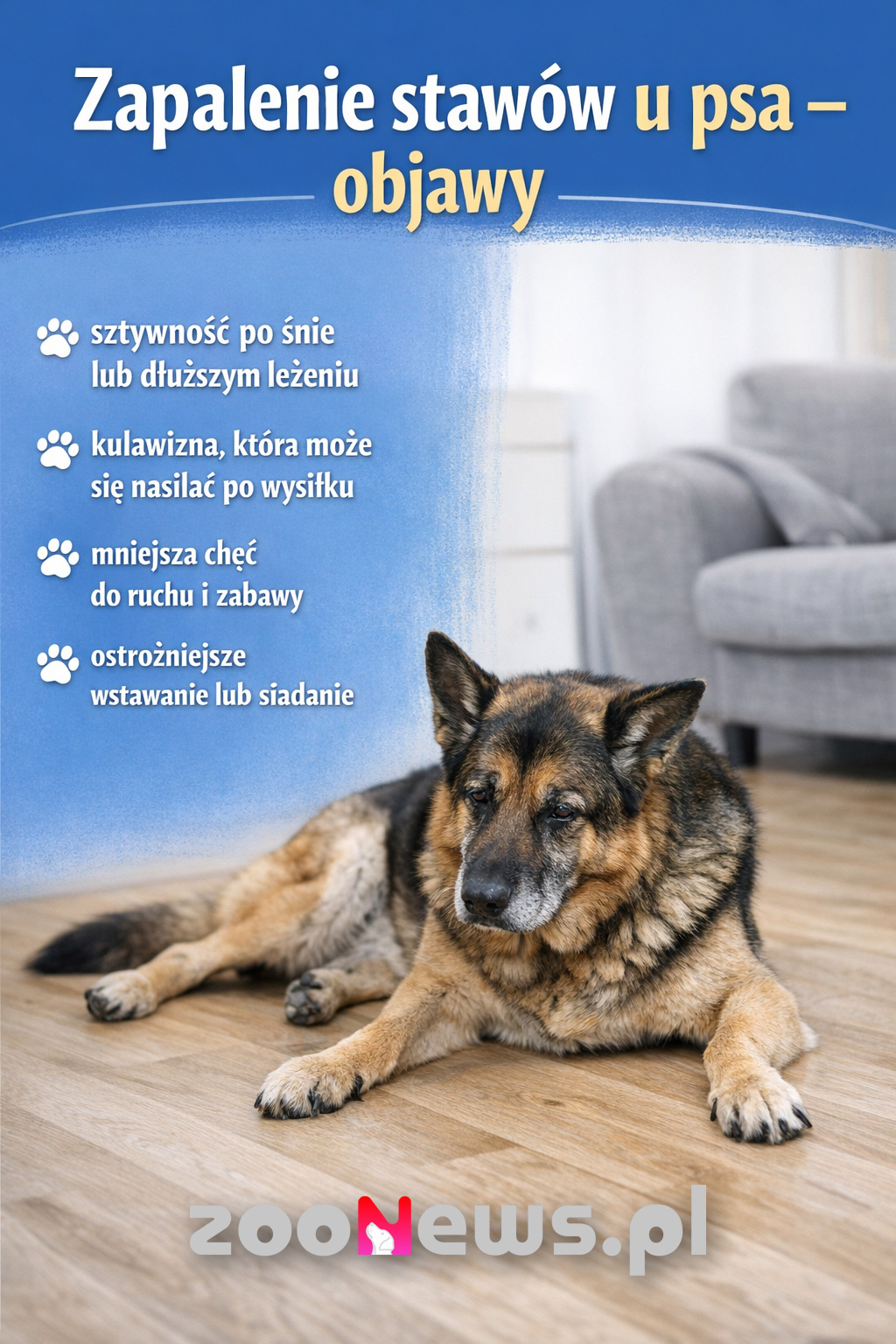 Zapalenie stawów u psa infografika