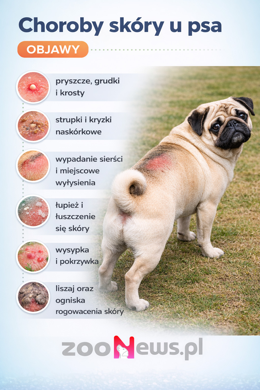 Choroby skóry u psa infografika