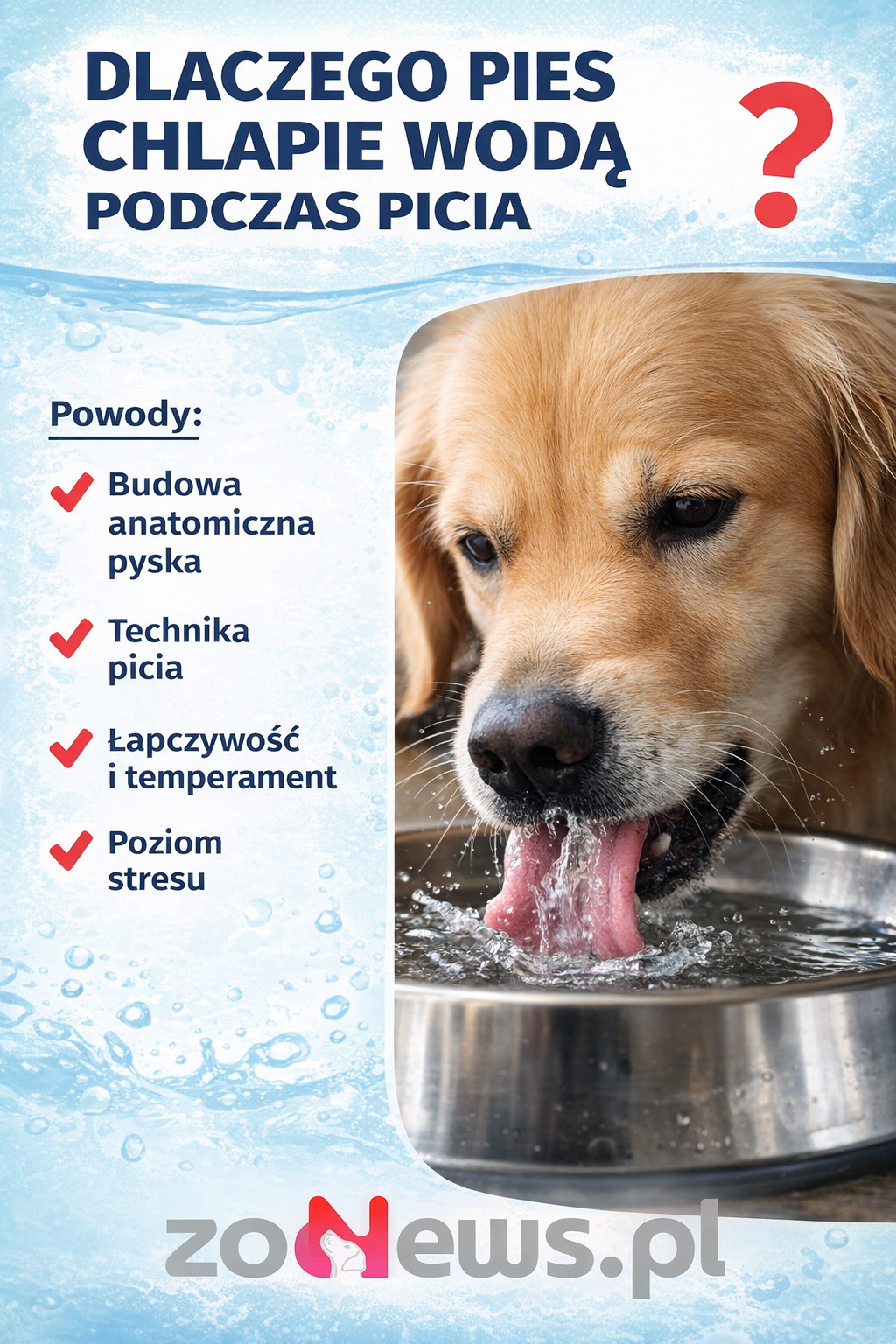 Dlaczego pies rozlewa wodę podczas picia infografika