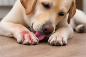 Pododermatitis u psa – zapalenie skóry podeszwy u psa