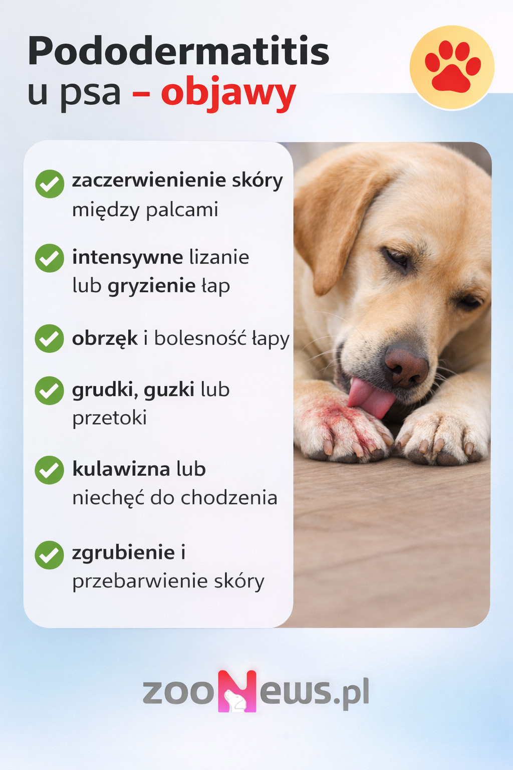 Pododermatitis u psa infografika