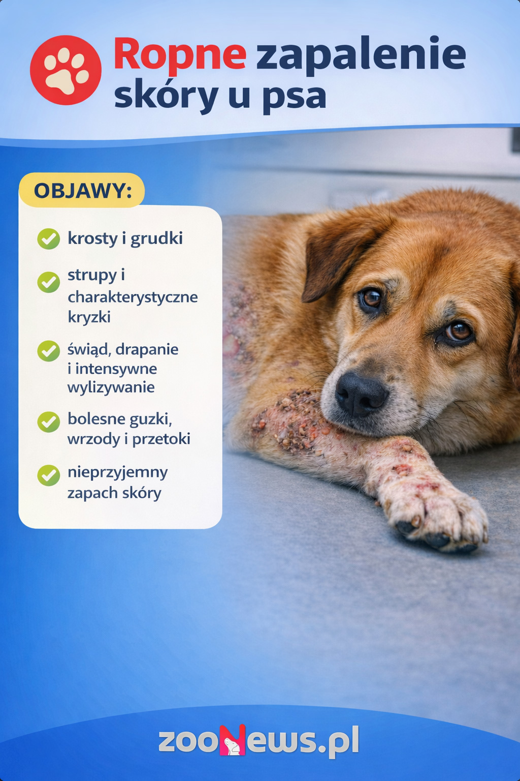 Ropne zapalenie skóry u psa infografika