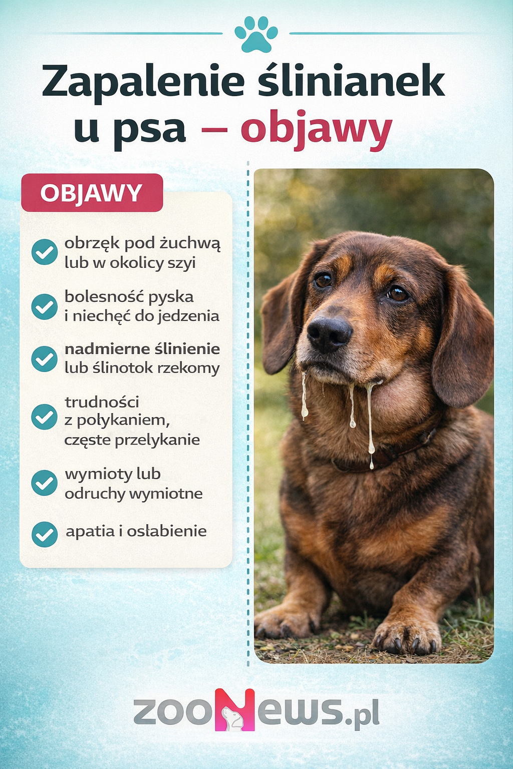 Zapalenie ślinianek u psa infografika