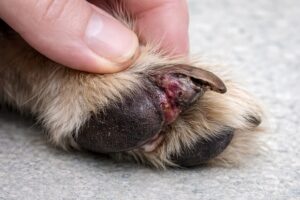 Czerniak u psa – objawy, leczenie, rokowania