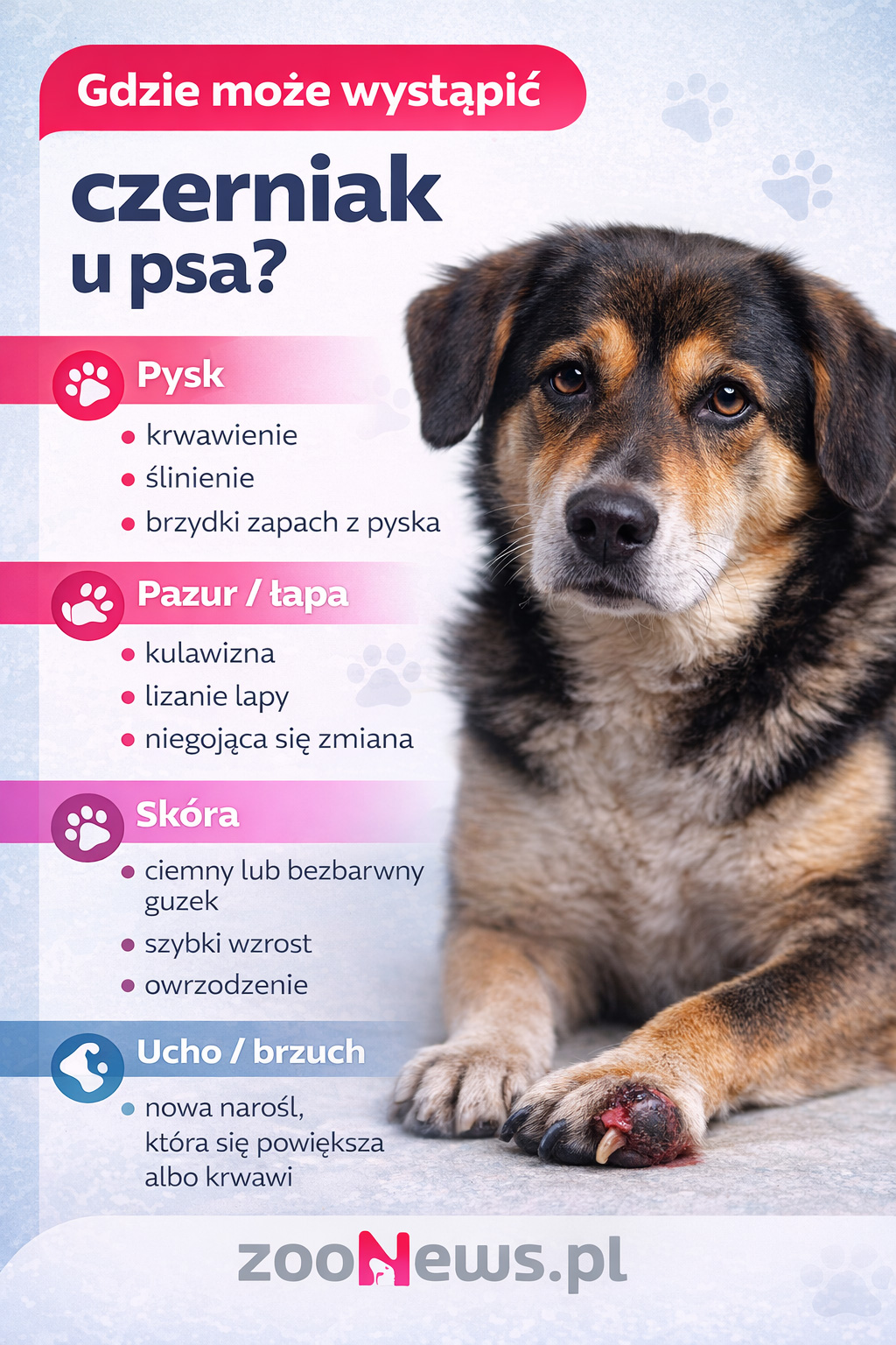 Czerniak u psa infografika