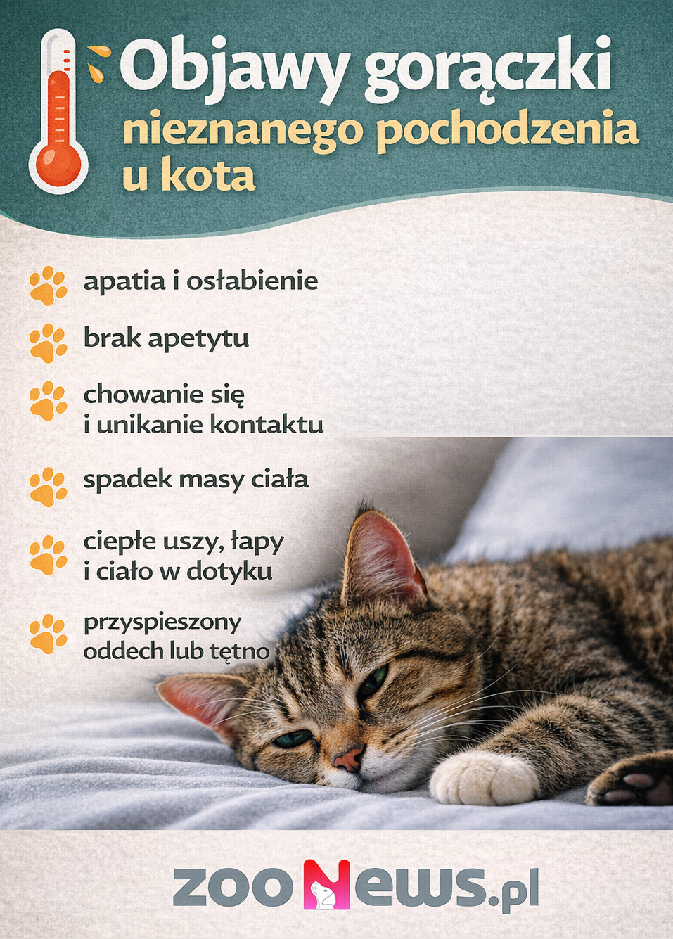 Gorączka nieznanego pochodzenia u kot infografika