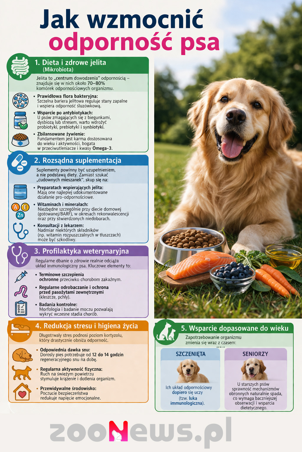 Jak wzmocnić odporność psa infografika