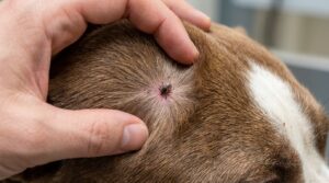 Jak sprawdzić czy kleszcz znaleziony u psa był zarażony?