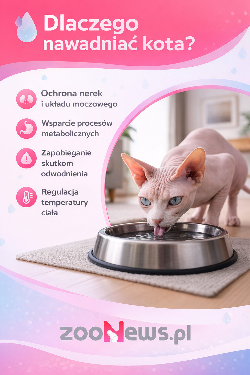 Nawadnianie kota infografika