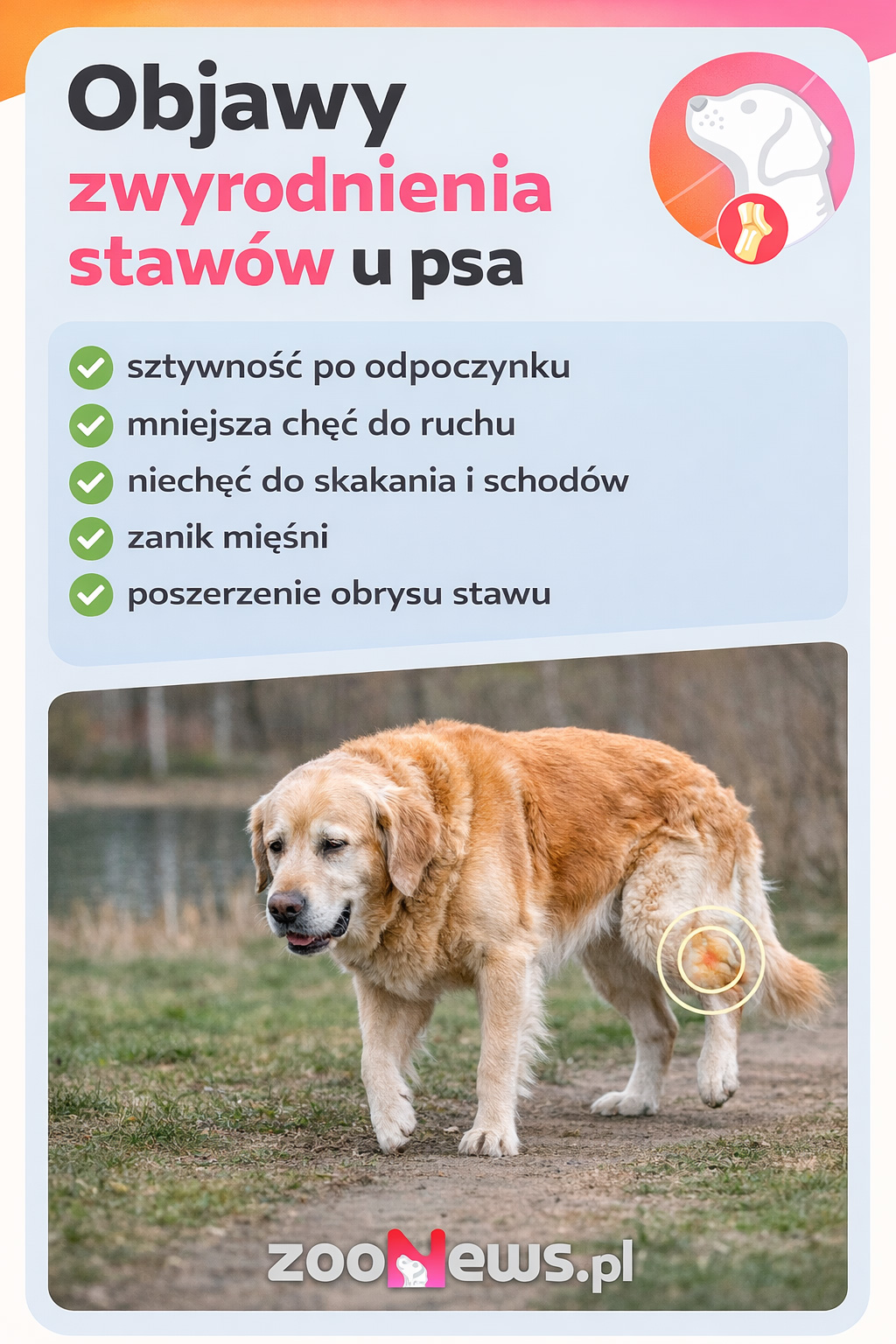 Choroba zwyrodnieniowa stawów u psa