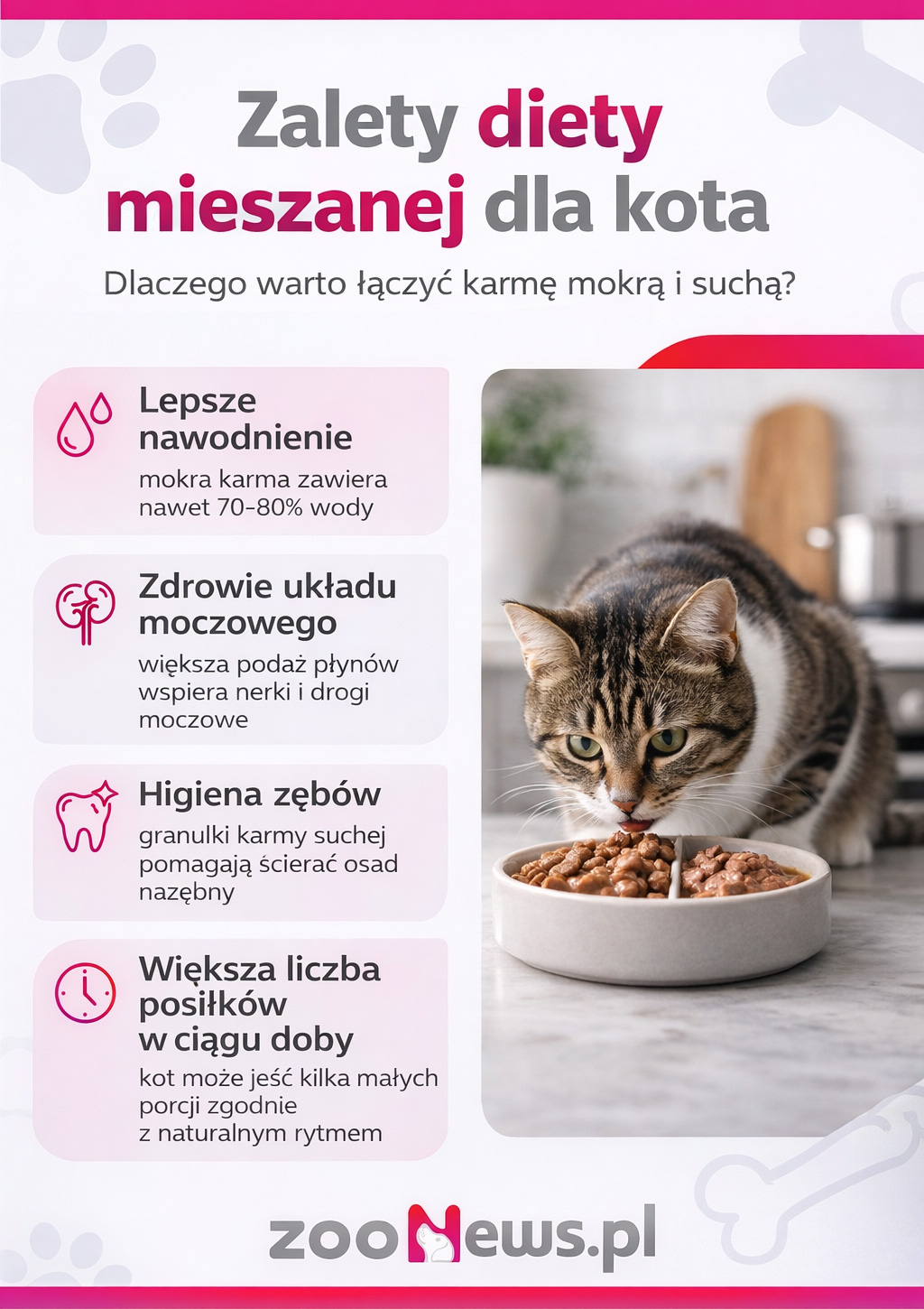 Żywienie mieszane kota infografika