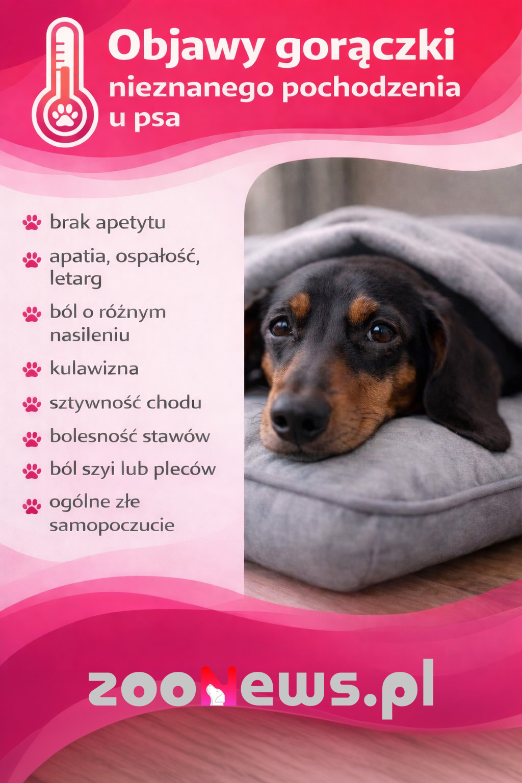 Objawy gorączki nieznanego pochodzenia u psa infografika