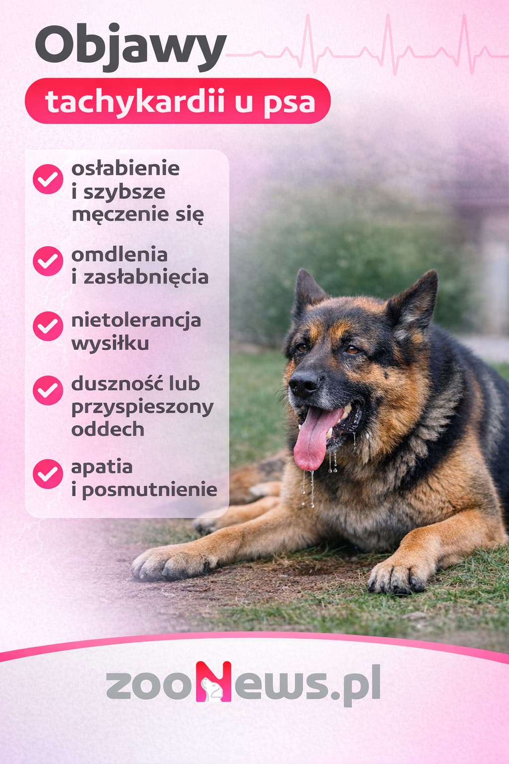 Objawy tachykardii u psa infografika
