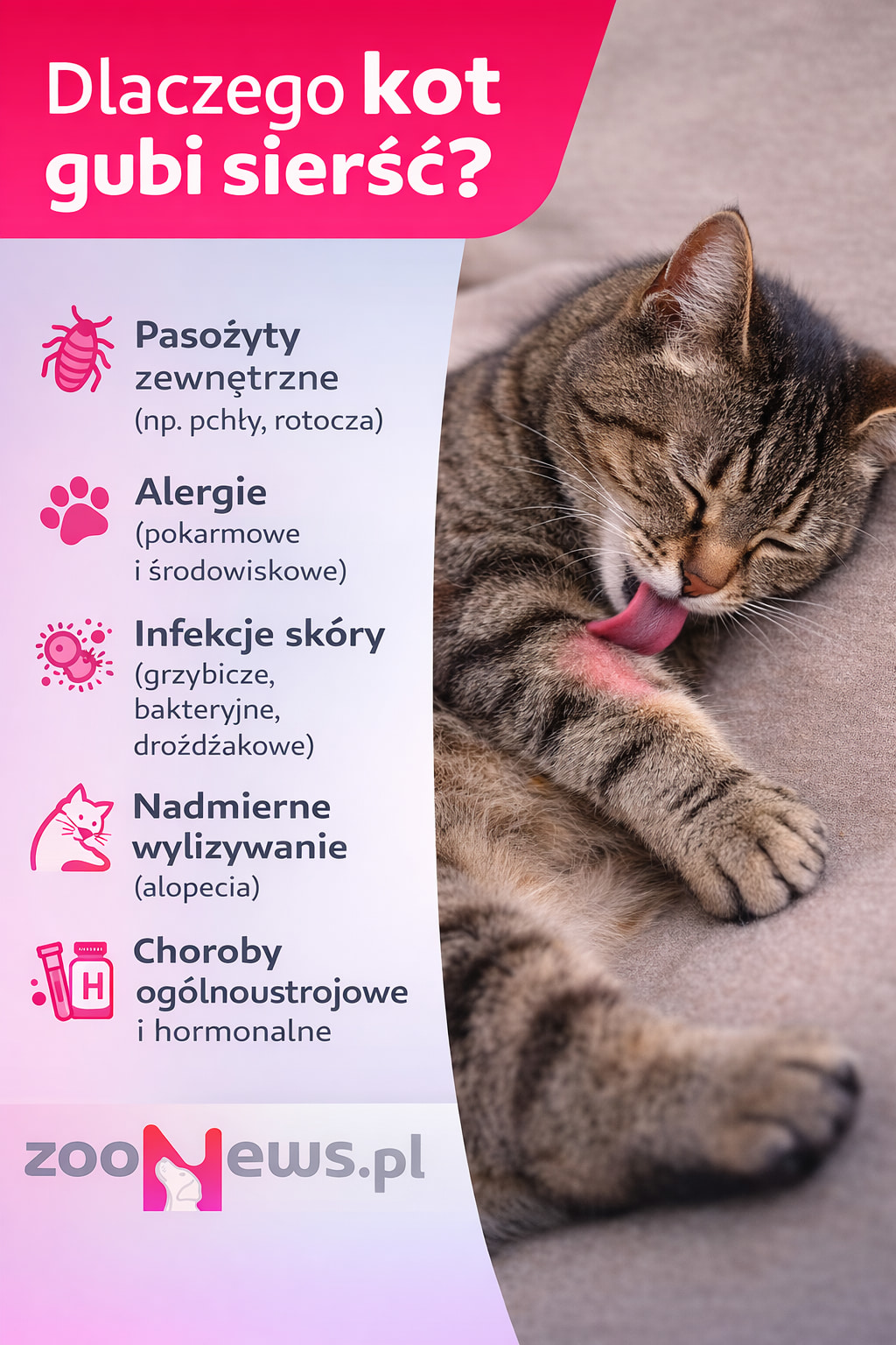 Dlaczego kot gubi sierść infografika