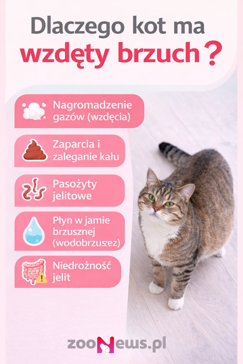 Wzdęty brzuch u kota infografika