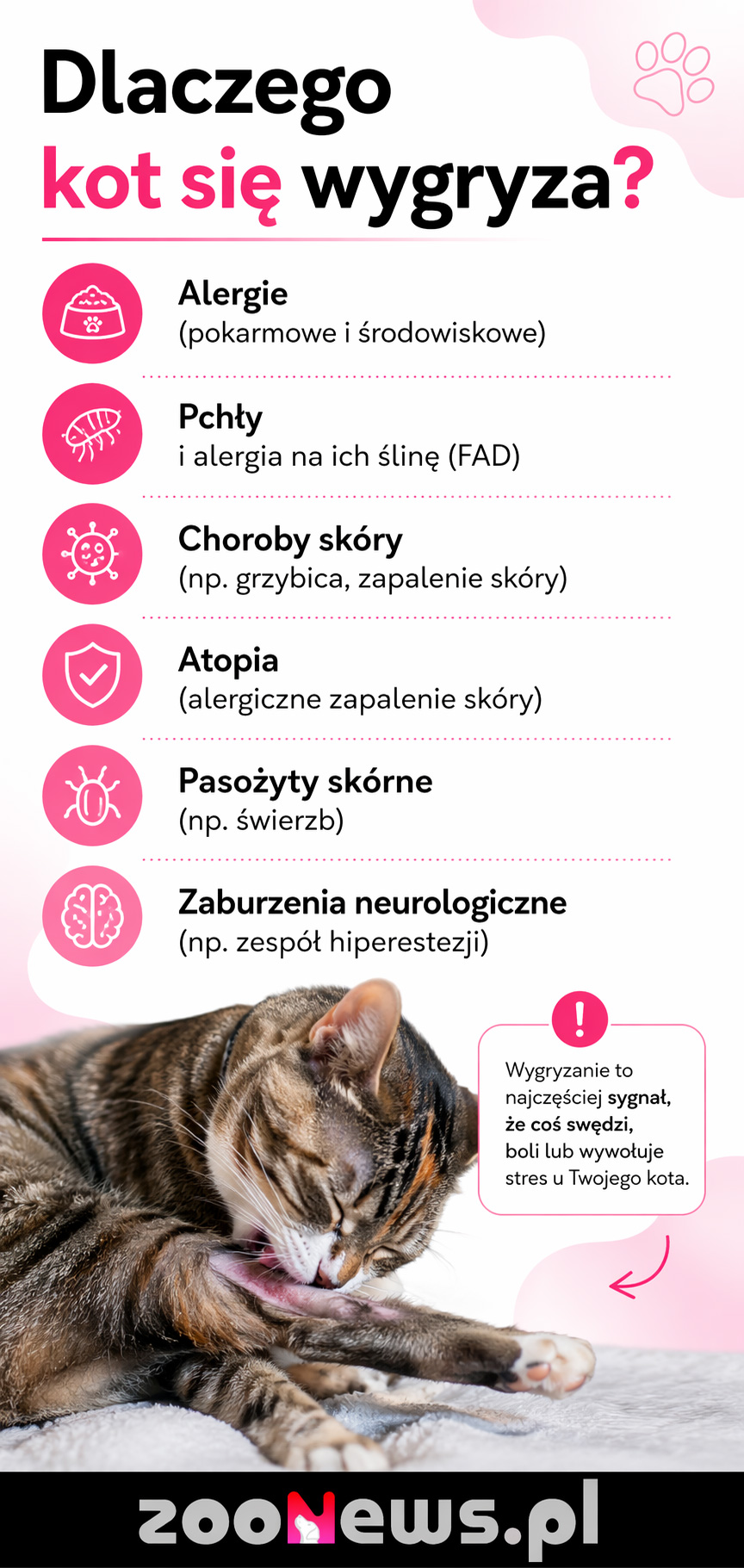 Dlaczego kot się wygryza infografika
