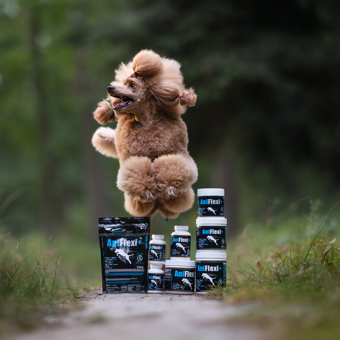 Poznaj Game Dog Performance Nutrition