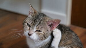Świerzb uszny u kota – objawy, diagnoza i leczenie