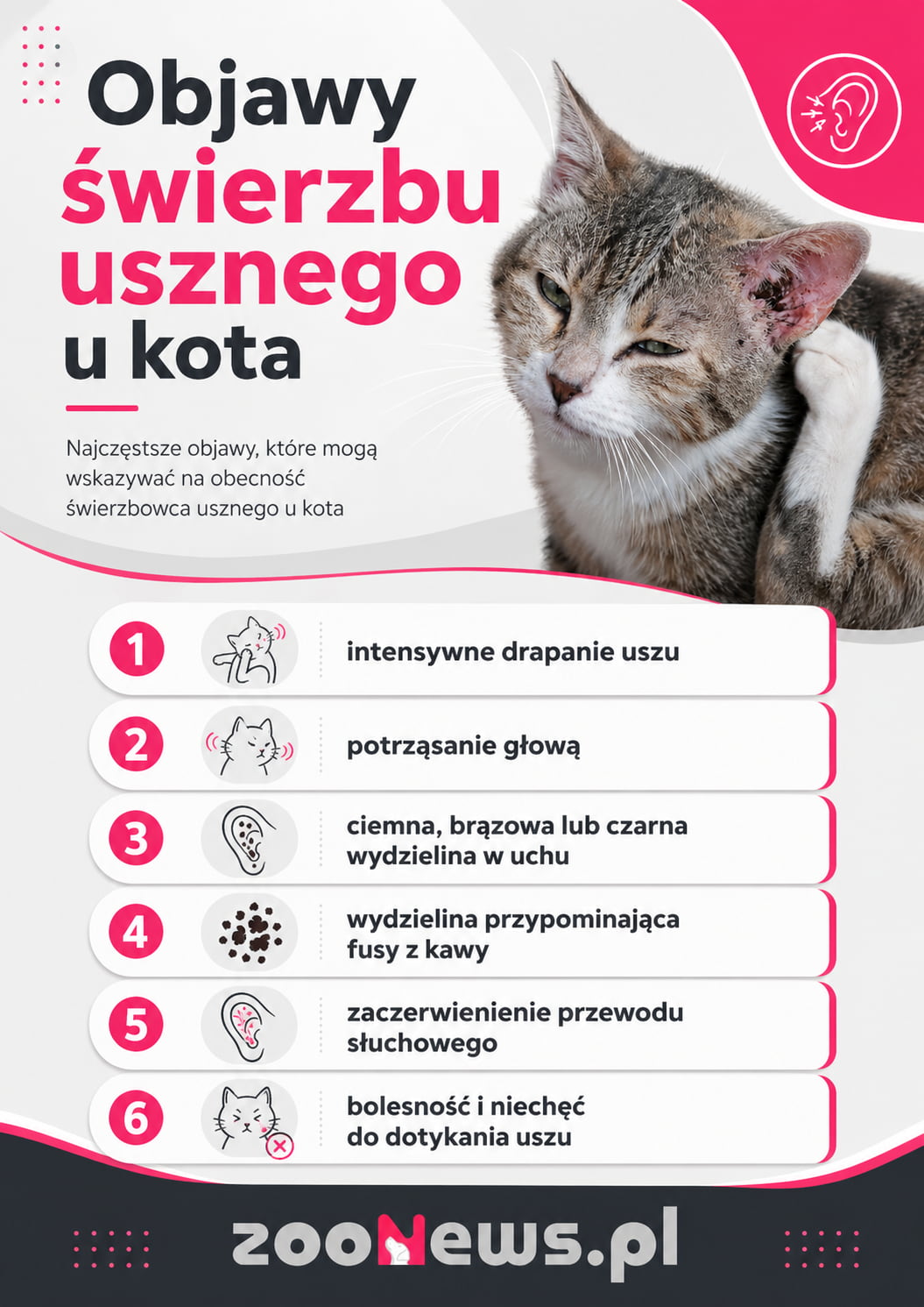 świerzb uszny u kota infografika