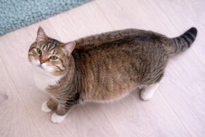 Dlaczego kot ma wzdęty brzuch?