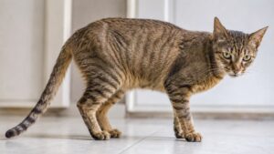 Dlaczego kot chudnie? Przyczyny, badania, co robić?