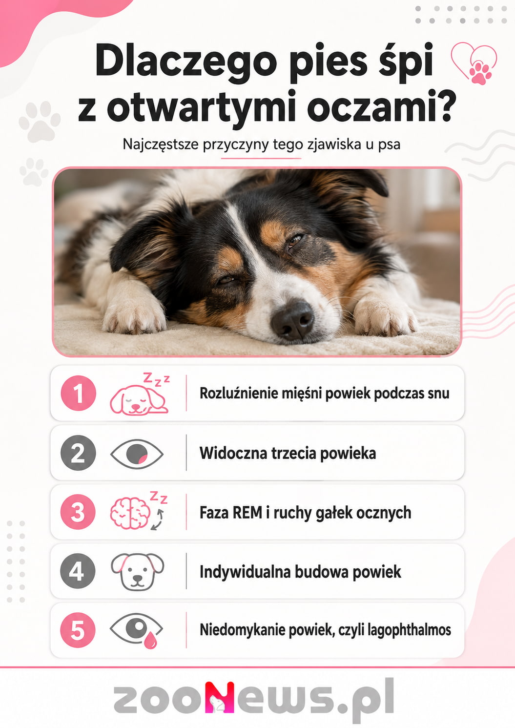 Dlaczego pies śpi z otwartymi oczami infografika