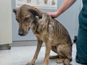 Hepatozoonoza psów – nowa choroba odkleszczowa