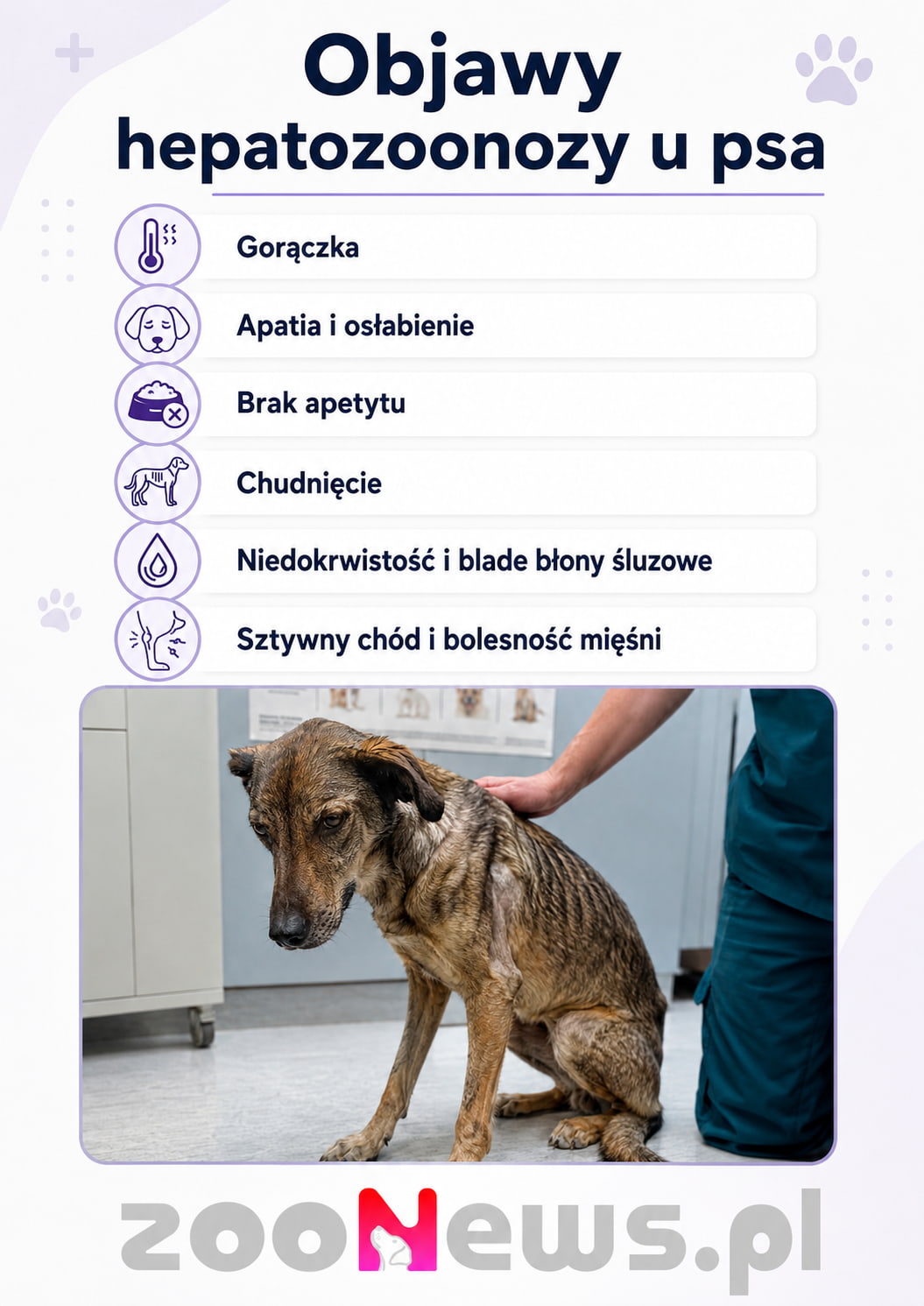 Hepatozoonoza u psa infografika