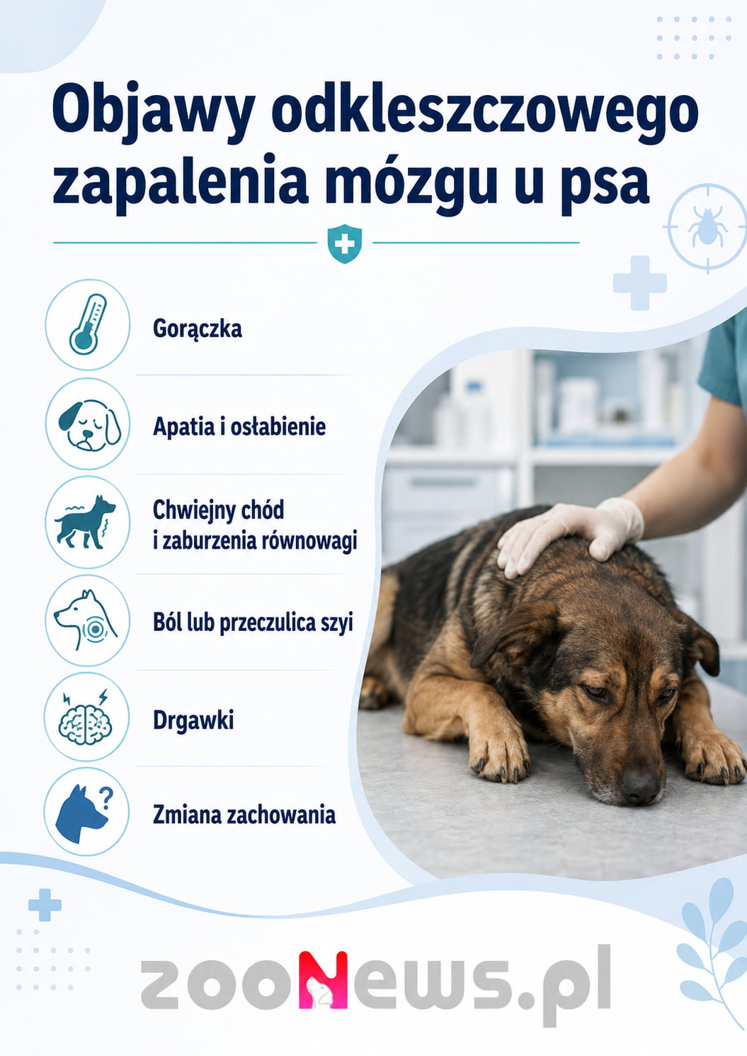 Odkleszczowe zapalenie mózgu u psa infografika