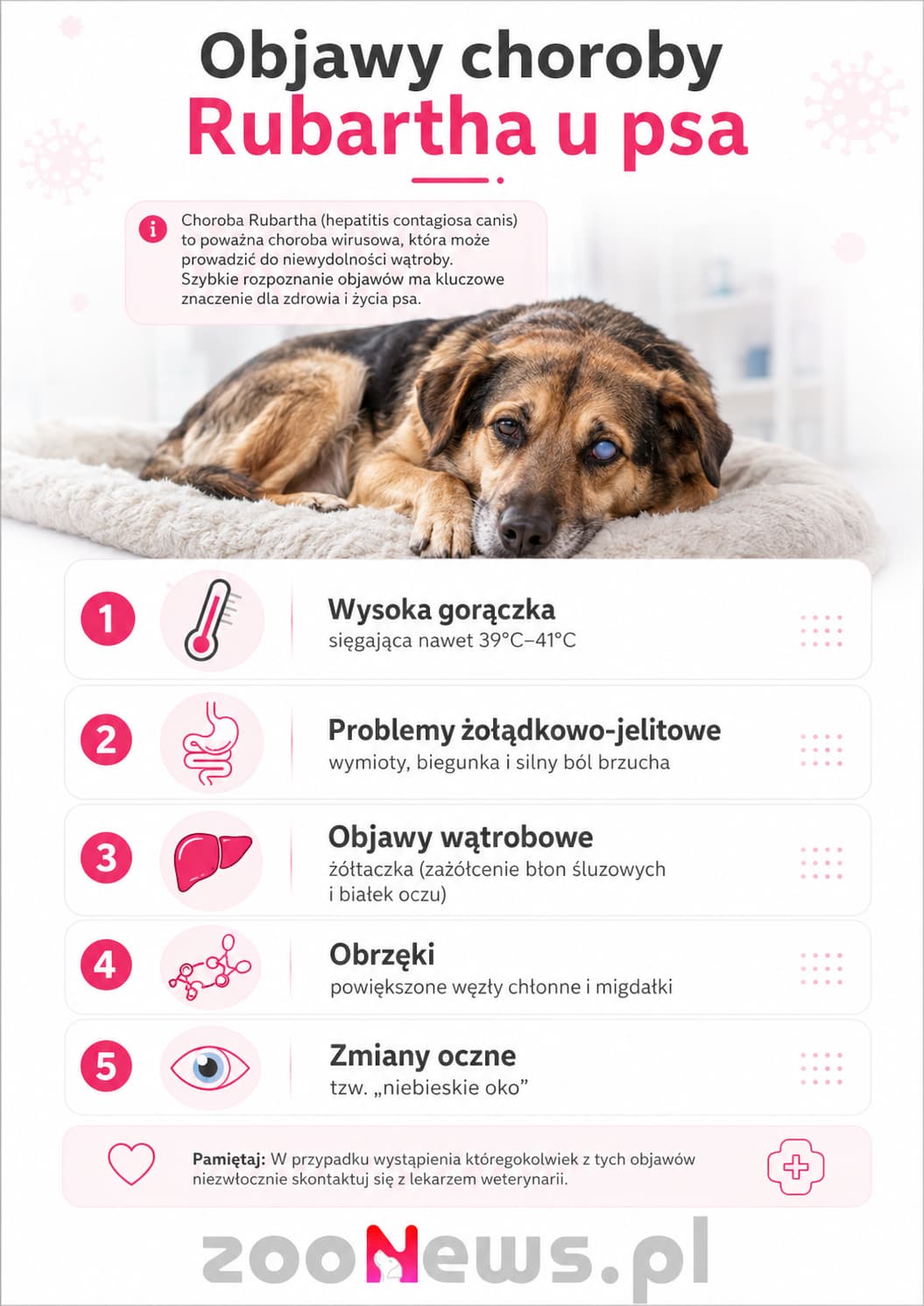 Choroba Rubartha u psa infografika