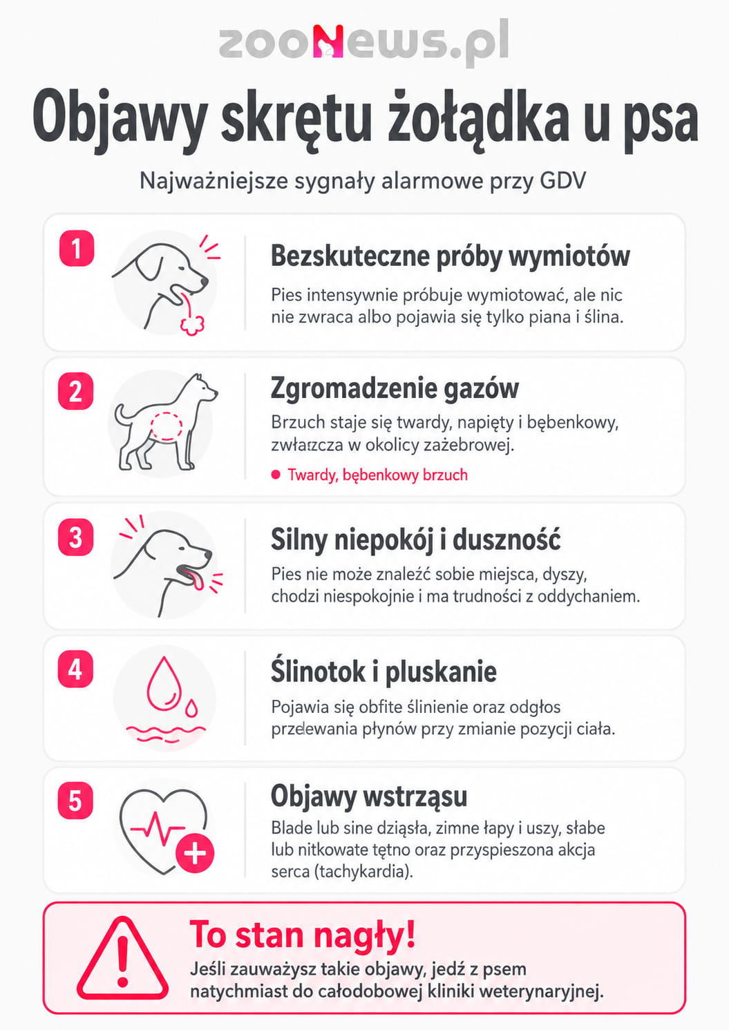 Objawy skrętu żołądka u psa infografika