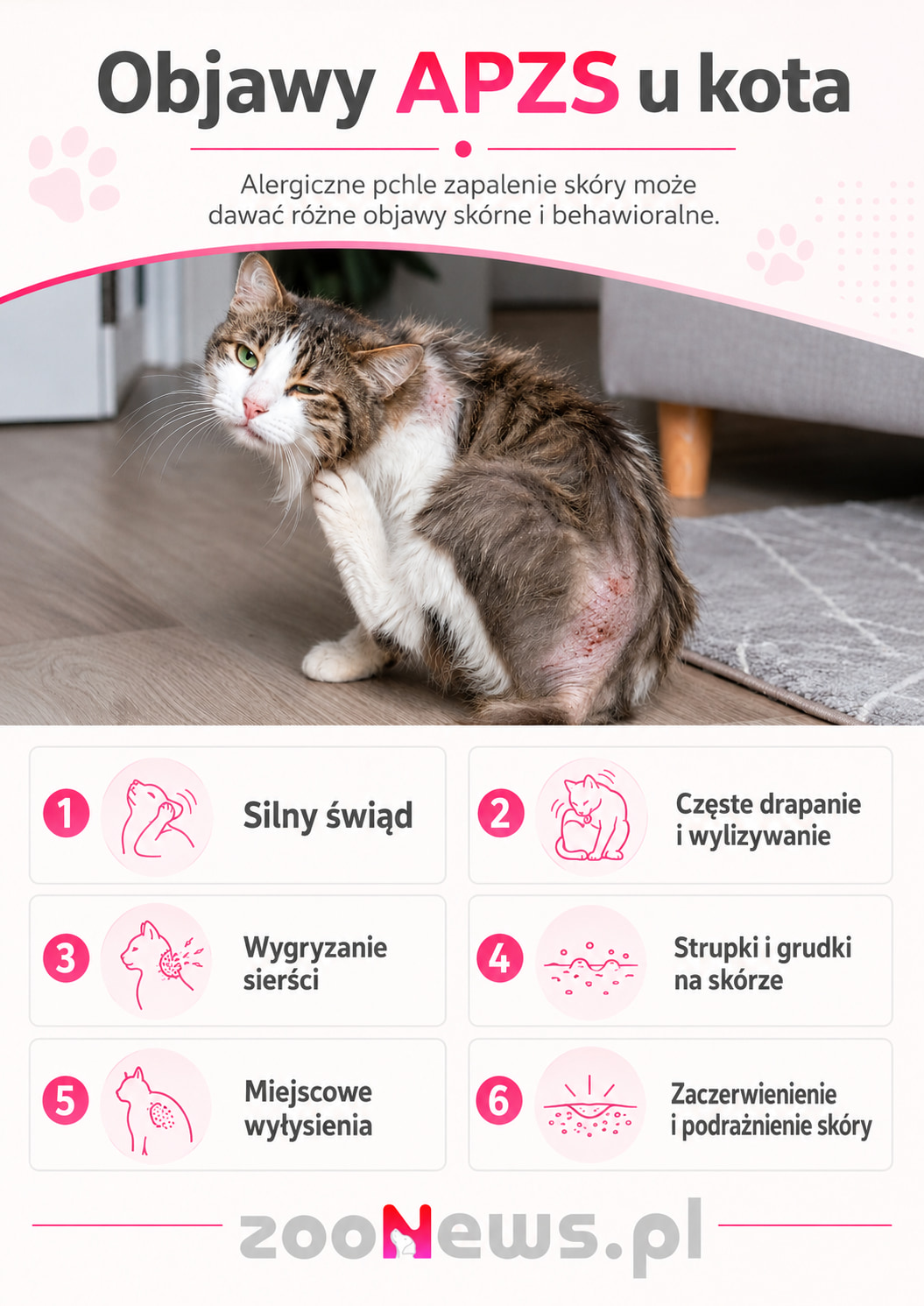 Alergiczne pchle zapalenie skóry u kota infografika
