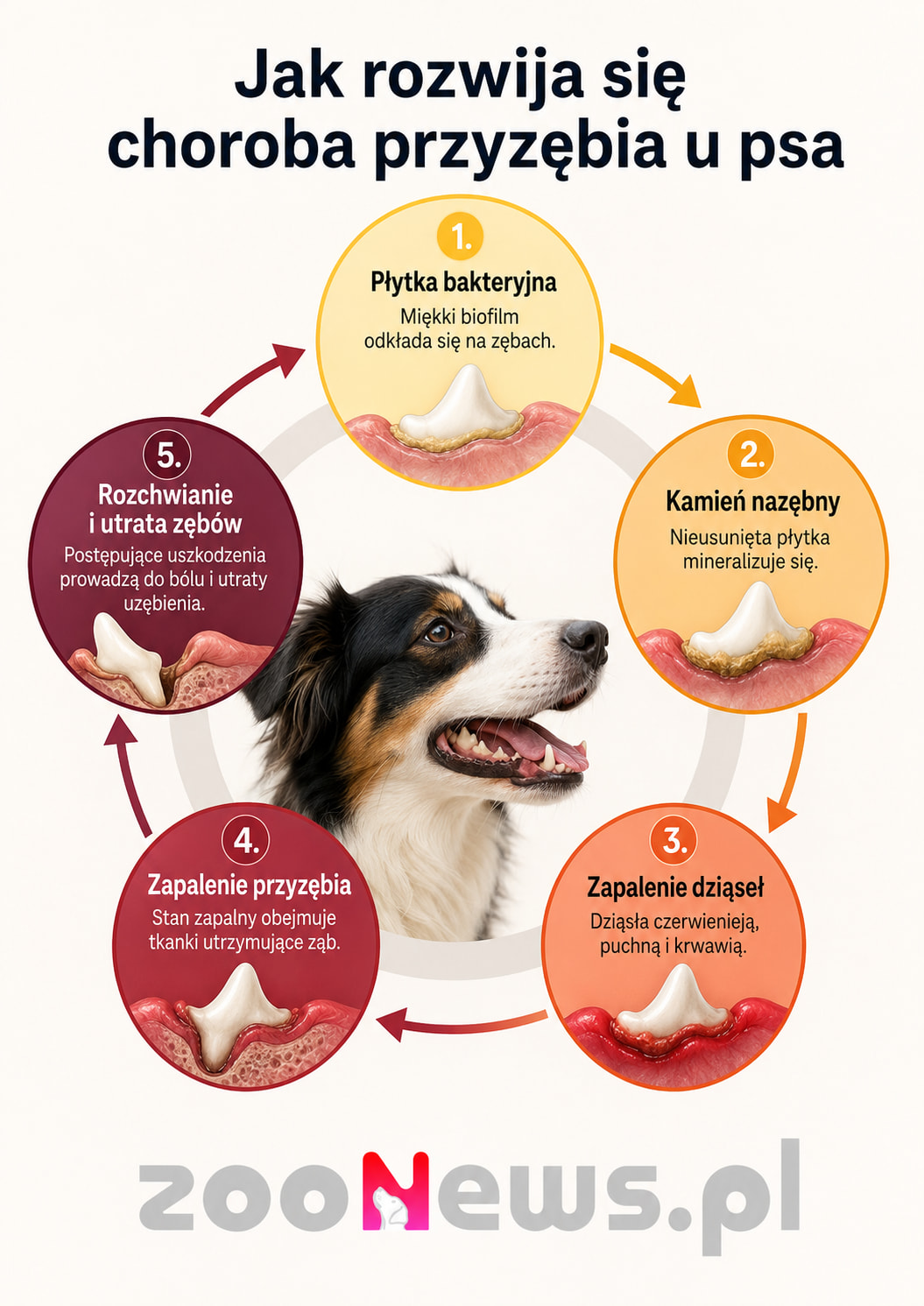 Jak rozwija się choroba przyzębie u psa infografika