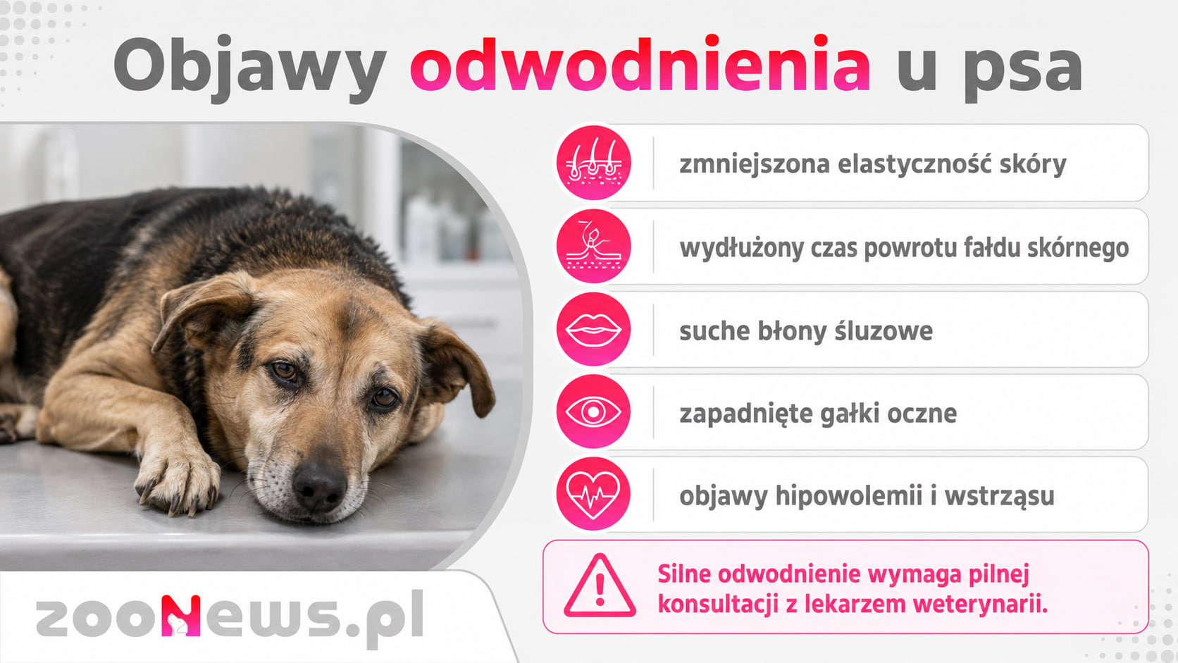 Objawy odwodnienia u psa infografika
